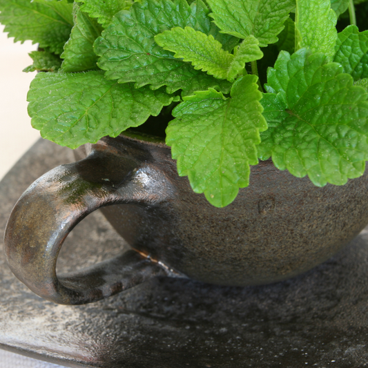LEMON BALM