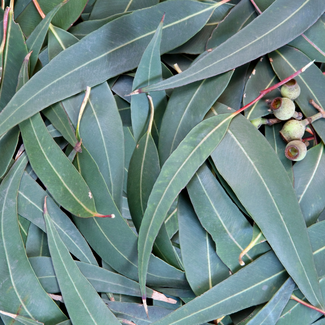 EUCALYPTUS