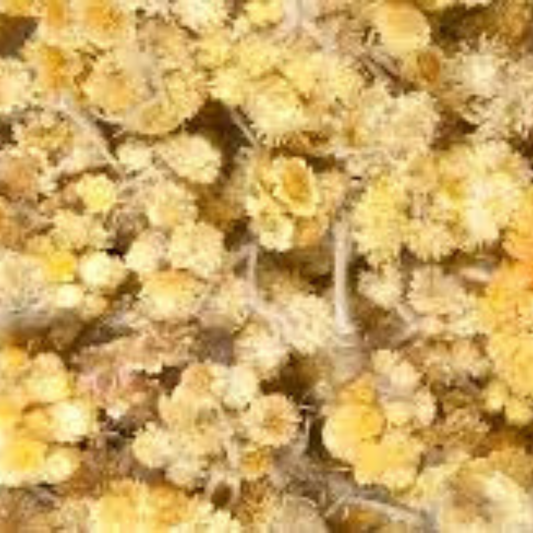 RABBIT TOBACCO (LIFE EVERLASTING)