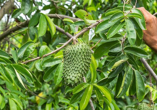 SOURSOP LEAVES